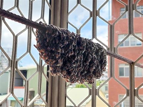 蜜蜂在陽台築巢